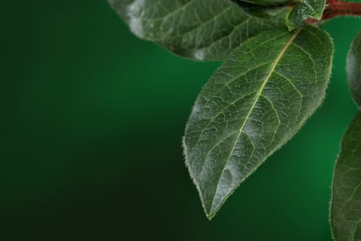 Green leaves on nature background. Detail of texture