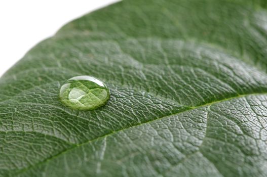 Water drop on green leaf over white background. Macro
