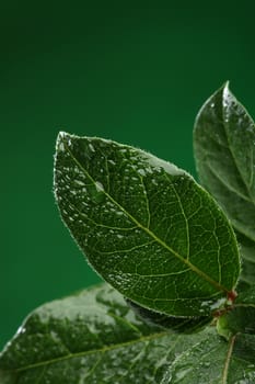 Fresh leaves with water drops. Natural background