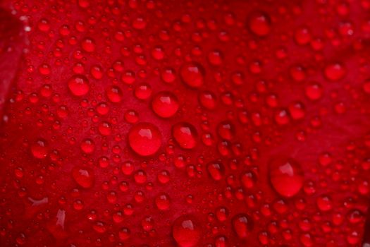 Red rose with lots of water drops. Macro