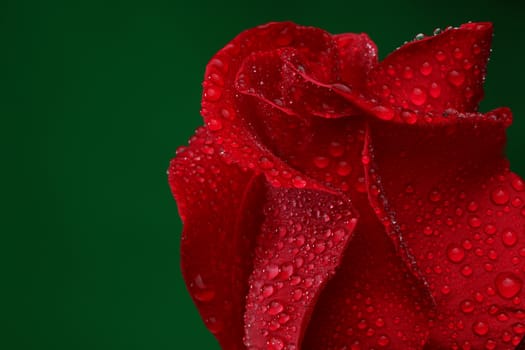 Red rose with lots of water drops. Macro