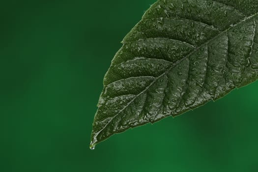 Green fresh leaf with a water drop falling. Natural background