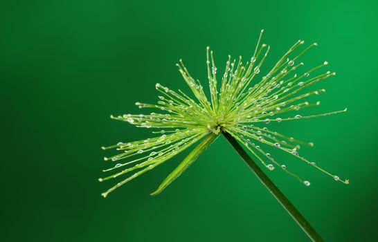 Fresh plant with water drops on green background