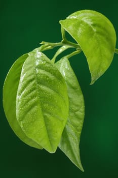 Fresh green leaf on green background, with water drops