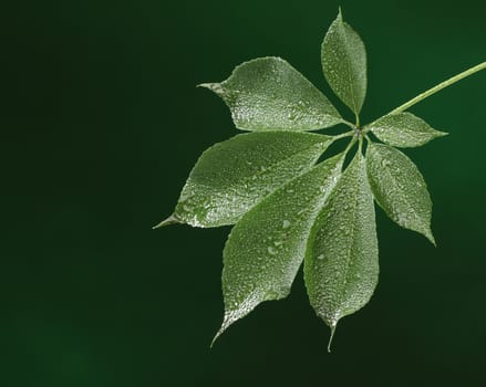 Fresh green leaf on green background, with water drops