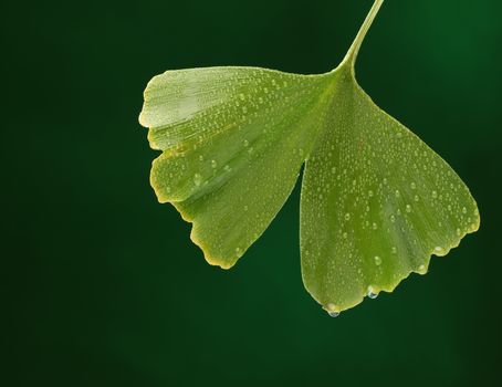 Fresh gincgo leaf on natural background