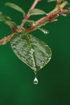 Green fresh leaf with a water drop falling. Natural background