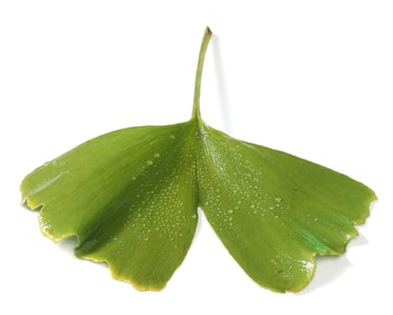 Fresh gincgo biloba leaf isolated on white background