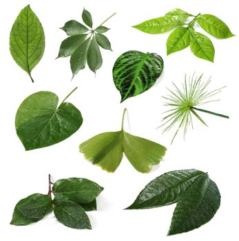 Collection of differents leaves on white background