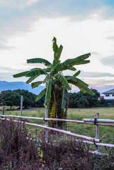 Banana Tree in Countryside