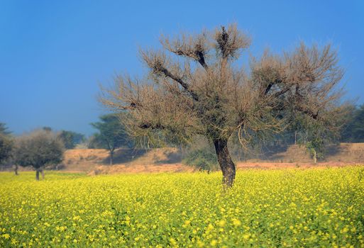 Freshly bloomed saag flower in north india