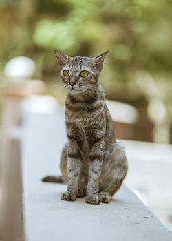 A stray cat walking on a wall