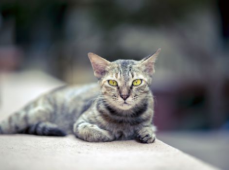 A stray cat walking on a wall