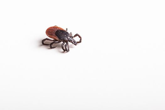 Tick - parasitic arachnid blood-sucking carrier of various diseases