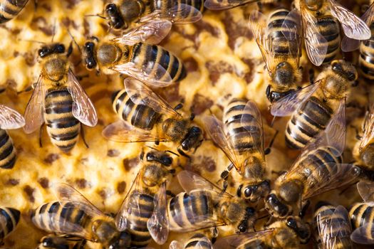 Macro shot of bees swarming on a honeycomb