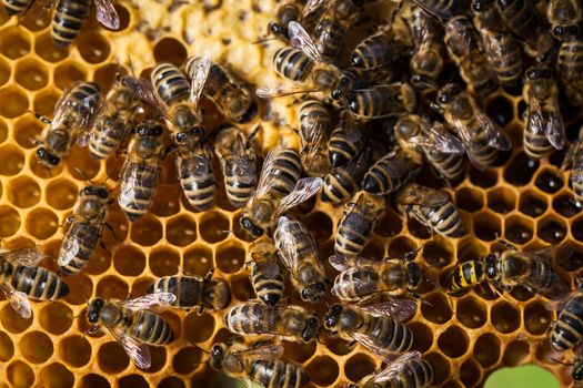 Macro shot of bees swarming on a honeycomb