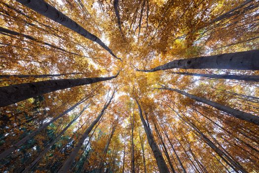 autumn forest treetops (intentionally distorted image; shot with a fisheye lens)