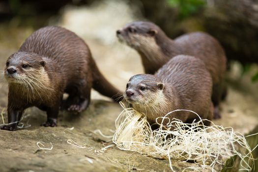 Cute otters - Eurasian otter (Lutra lutra)