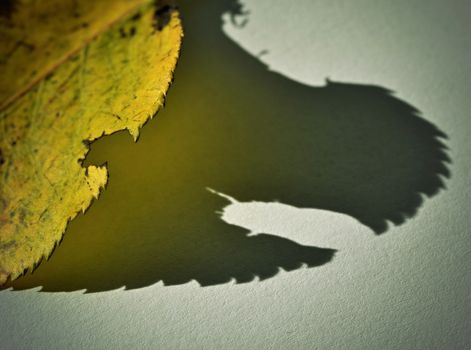 background ghostly shadow yellow autumn leaves