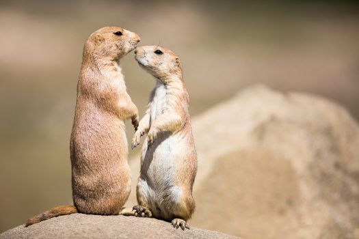 Two prairie dogs (Cynomys ludovicianus) in close communication