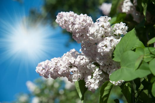 flowers lilac on green branches in the garden