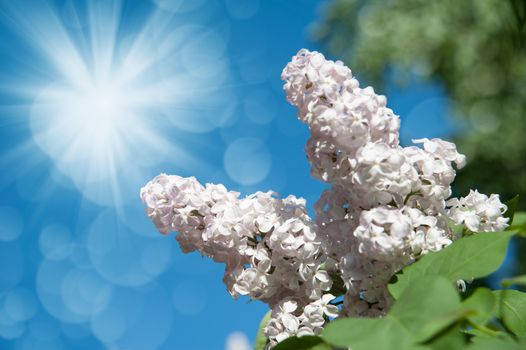 flowers lilac on green branches in the garden