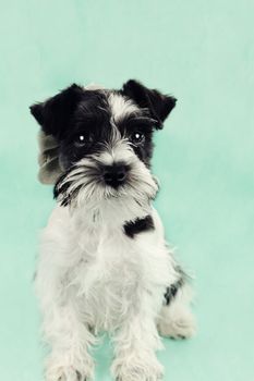 Twelve week old parti-colored Mini Schnauzer against a blue background. Extreme shallow depth of field with selective focus on puppies eyes.