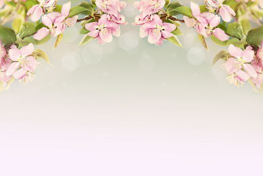 Beautiful crab apple tree blossoms against a blue background. Extreme shallow depth of field with copy space.