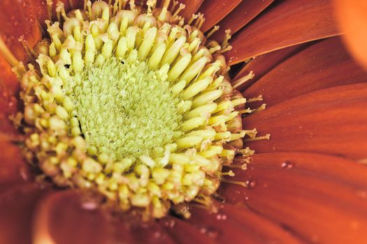 Retro style image of a gerber daisy macro with water droplets on the petals.. Extreme shallow depth of field.