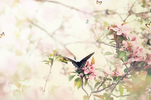 Beautiful swallowtail butterfly amidst the blossoms of a crabapple tree on an early spring morning. Exteme shallow depth of field.