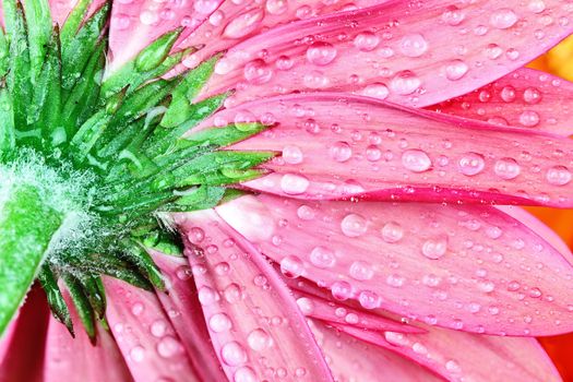 Underneath a pink gerber daisy macro with water droplets on the petals.. Extreme shallow depth of field.
