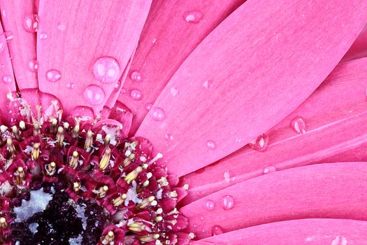 Pink gerber daisy macro with water droplets on the petals.. Extreme shallow depth of field.