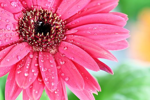 Pink gerber daisy macro with water droplets on the petals.. Extreme shallow depth of field.