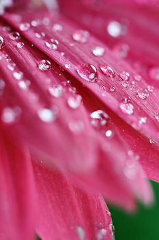 Abstract of a pink gerber daisy macro with water droplets on the petals.. Extreme shallow depth of field.