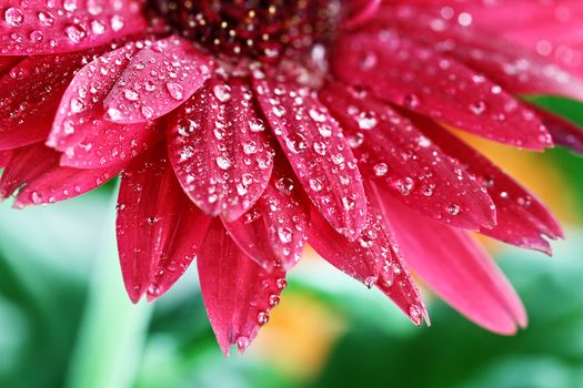 Red gerber daisy macro with water droplets on the petals.. Extreme shallow depth of field.