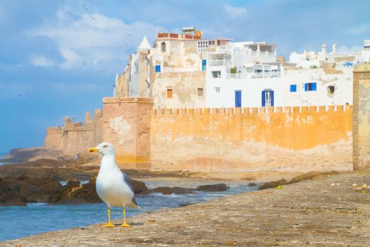 Seagull in Essaouira, city in the western Morocco. It has also been known by its Portuguese name of Mogador. Morocco, north Africa.