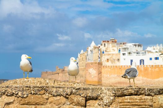 Seagull in Essaouira, city in the western Morocco. It has also been known by its Portuguese name of Mogador. Morocco, north Africa.