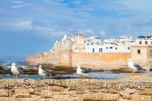 Seagull in Essaouira, city in the western Morocco. It has also been known by its Portuguese name of Mogador. Morocco, north Africa.