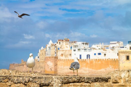 Seagull in Essaouira, city in the western Morocco. It has also been known by its Portuguese name of Mogador. Morocco, north Africa.