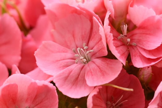 Macro of the petals and stamens of pink sweet william flowers