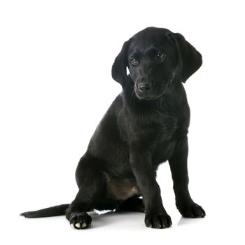 puppy purebred  labrador retriever in front of white background