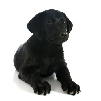 puppy purebred  labrador retriever in front of white background