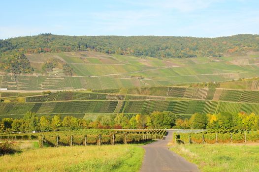 Weinlandschaft bei Pünderich an der Mosel