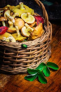 Still life of yellow boletus mushrooms in a basket