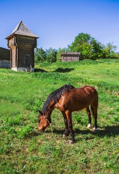 Horse pasture on meadow of village.