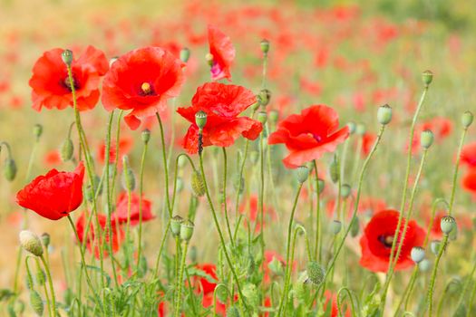 Field of Poppy Flowers Papaver rhoeas in Spring.