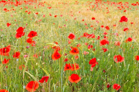 Field of Poppy Flowers Papaver rhoeas in Spring.