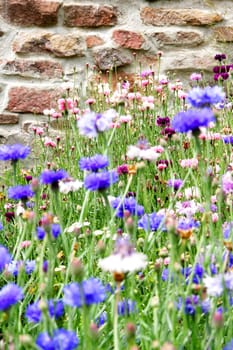 Wild Flowers in front of a old stone wall.