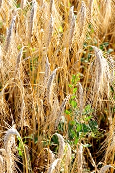 Closeup of a Wheat Field.