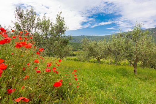 Field of Poppy Flowers Papaver rhoeas and olive trees in Spring.